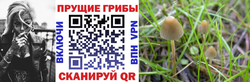 Псилоцибиновые грибы Psilocybine cubensis  Белгород 